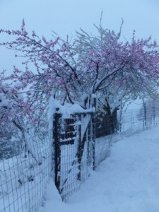 fruit-trees-snow-after