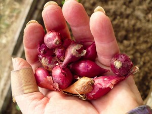 growing-onions-800