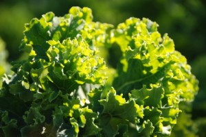 kale-stock