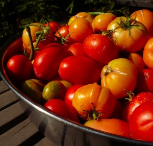 growing-tomatoes-800