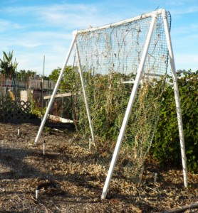 Swingset in Garden @ Traditional-Foods.com