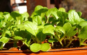 Reasons to Start Seeds Indoors from Traditional-Foods.com