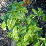 basil-leaves-250
