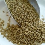 rye berries