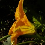 Squash Flower