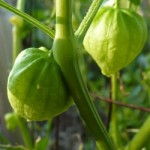 tomatillos-250