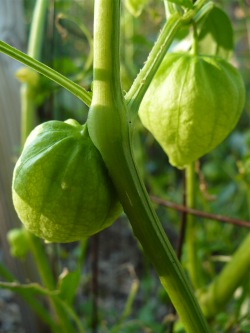 tomatillos-250