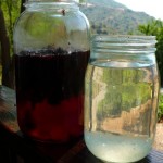 water-kefir-jars-300