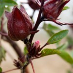 Hibiscus Flower