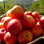 apple-peeler-corer-apples