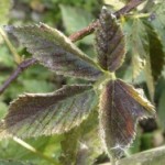 raspberry leaf