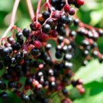 Elderberries @ Traditional-Foods.com