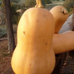butternut-squash-900