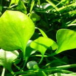 miners-lettuce-900