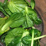 bok-choy