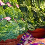 kale-800