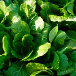 chard-800