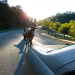 cow-on-road-400