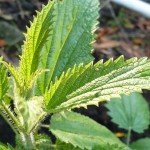 nettle-leaf-900-2