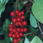 schizandra-berries