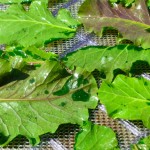 dehydrating-chips-900