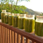 green-soup-bounty-300