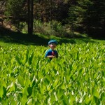 skunk-cabbage-meadow