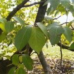 eucommia-tree