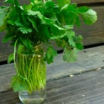 Storing Fresh Herbs @ Traditional-Foods.com