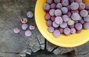 Frozen Grape Popsicles @ Traditional-Foods.com