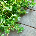 purslane-only