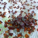 Zucc-Raisins Dehydrating @Traditional-Foods.com