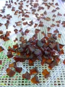 Zucc-Raisins Dehydrating @ Traditional-Foods.com