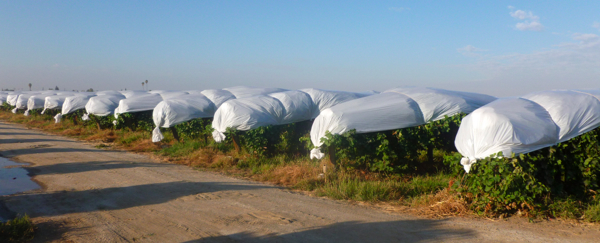 Grapes -- Covering to Prevent Molding @ Traditional-Foods.com