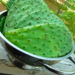 Where to Buy Nopales / Cactus @ Traditional-Foods.com