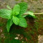 Peppermint OIl for Mice @ Traditional-Foods.com