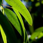 eucalyptus-stock
