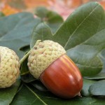 acorn-stock