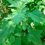 Lambs Quarters -- Forage Your Dinner at Traditional-Foods.com