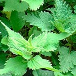 nettle