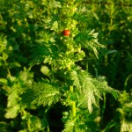 nettle-ladybug
